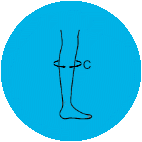 Leg